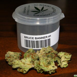 Hawaiian Indica